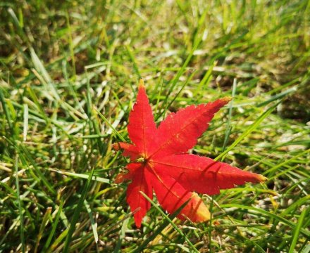 观秋日落叶有感