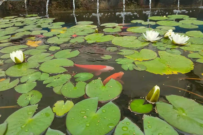 1626434827784652.jpg 2021.7.16金桥煤矿:这季莲开只为最美的人( 宋士伟).jpg